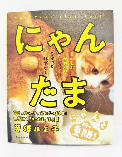Nyantama male cats photo book - photo,